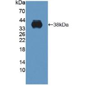 C1q And Tumor Necrosis Factor Related Protein 9 (C1QTNF9) Human Polyclonal Antibody