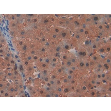 RAD54 Like Protein 2 (RAD54L2) Human Polyclonal Antibody