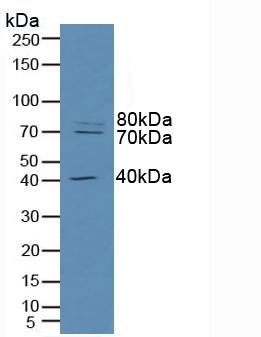 Raft Linking Protein (Raftlin) Human Polyclonal Antibody