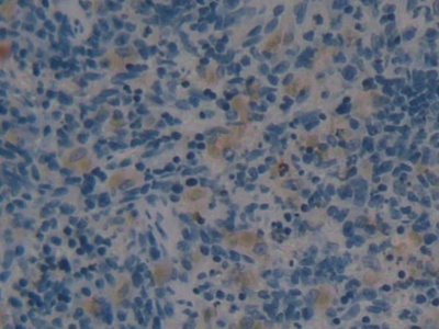 Angiotensin 1-7 (Ang1-7) Pan-species (General) Polyclonal Antibody