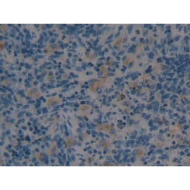 Angiotensin 1-7 (Ang1-7) Human, Mouse, Rat, Canis familiaris; Canine (Dog), Ovis aries; Ovine (Sheep), Equus caballus; Equine (Horse) Polyclonal Antibody