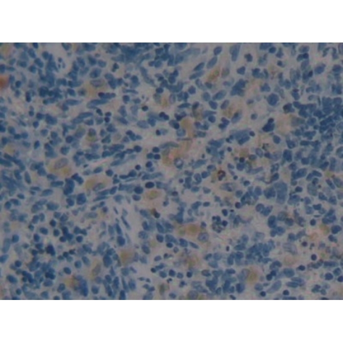 Angiotensin 1-7 (Ang1-7) Human, Mouse, Rat, Canis familiaris; Canine (Dog), Ovis aries; Ovine (Sheep), Equus caballus; Equine (Horse) Polyclonal Antibody