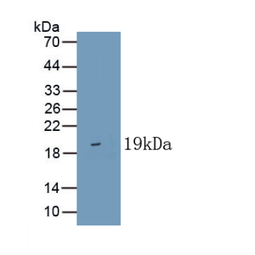 Mucin (MUC) Bovine (Cattle) Polyclonal Antibody