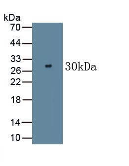 Mucin (MUC) Pig Polyclonal Antibody