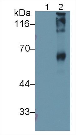 Sialic Acid (SA) Pan-species (General) Polyclonal Antibody