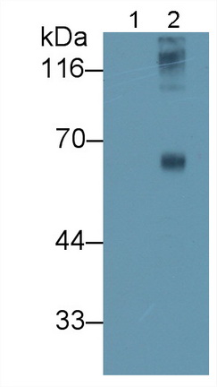 Sialic Acid (SA) Pan-species (General) Polyclonal Antibody