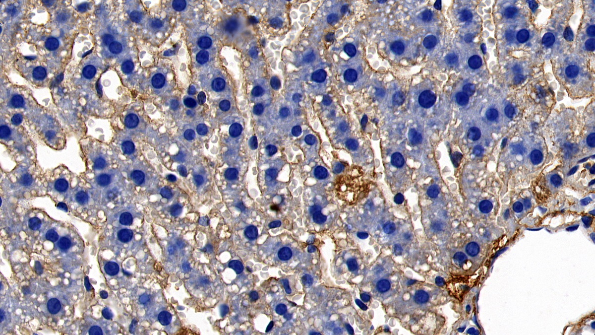 Complement Component 4d (C4d) Rat Polyclonal Antibody