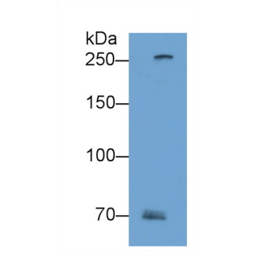Filaggrin 2 (FLG2) Human Polyclonal Antibody
