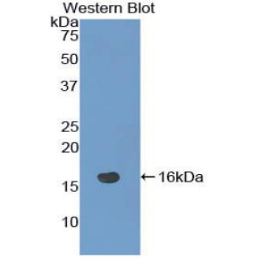 Notch Regulated Ankyrin Repeat Protein (NRARP) Mouse Polyclonal Antibody