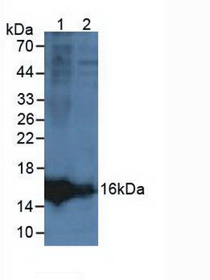 Lipocalin Like Protein 1 (LCNL1) Rat Polyclonal Antibody