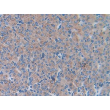 Lipocalin 5 (LCN5) Mouse Polyclonal Antibody