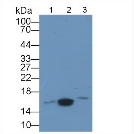 Galectin 5 (GAL5) Rat Polyclonal Antibody