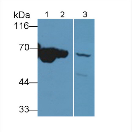 NADH Dehydrogenase 5 (ND5) Rat Polyclonal Antibody
