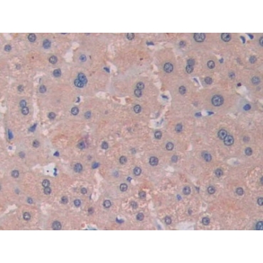 Ribonuclease A13 (RNASE13) Human Polyclonal Antibody