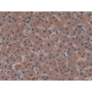 Low Density Lipoprotein Receptor Related Protein 5 Like Protein (LRP5L) Human Polyclonal Antibody