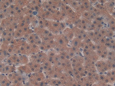 Low Density Lipoprotein Receptor Related Protein 5 Like Protein (LRP5L) Human Polyclonal Antibody