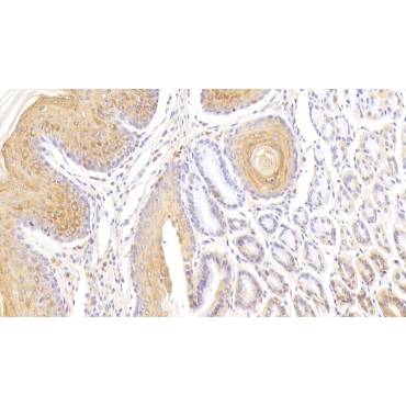 Mab21 Domain Containing Protein 1 (MB21D1) Human Polyclonal Antibody