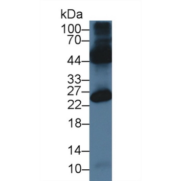 Occludin/ELL Domain Containing Protein 1 (OCEL1) Mouse Polyclonal Antibody