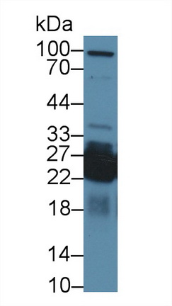 Shisa Homolog 4 (SHISA4) Human Polyclonal Antibody