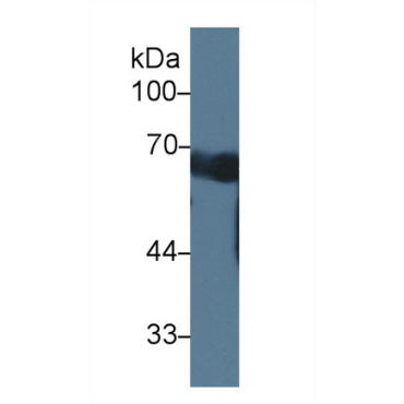 Coiled Coil Domain Containing Protein 60 (CCDC60) Mouse Polyclonal Antibody