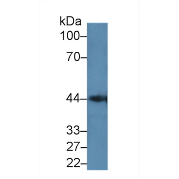 Galectin 9C (GAL9C) Human Polyclonal Antibody