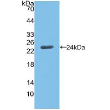 Angiopoietin Like Protein 8 (ANGPTL8) Mouse Polyclonal Antibody