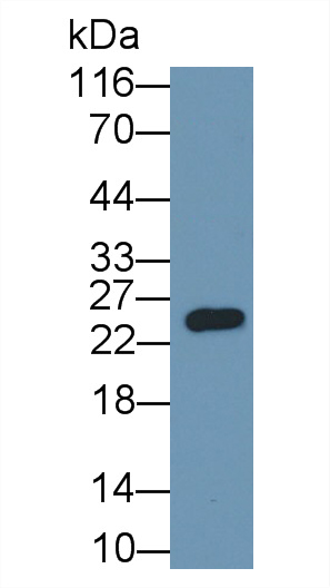 Spike Protein (SP) Pan-species (General) Polyclonal Antibody