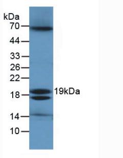 Ecotin (ECO) Pan-species (General) Polyclonal Antibody