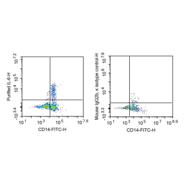 Interleukin 6 (IL6) Human Recombinant Antibody