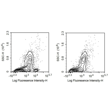 Tetraspanin 26 (TSPAN26) Human Recombinant Antibody