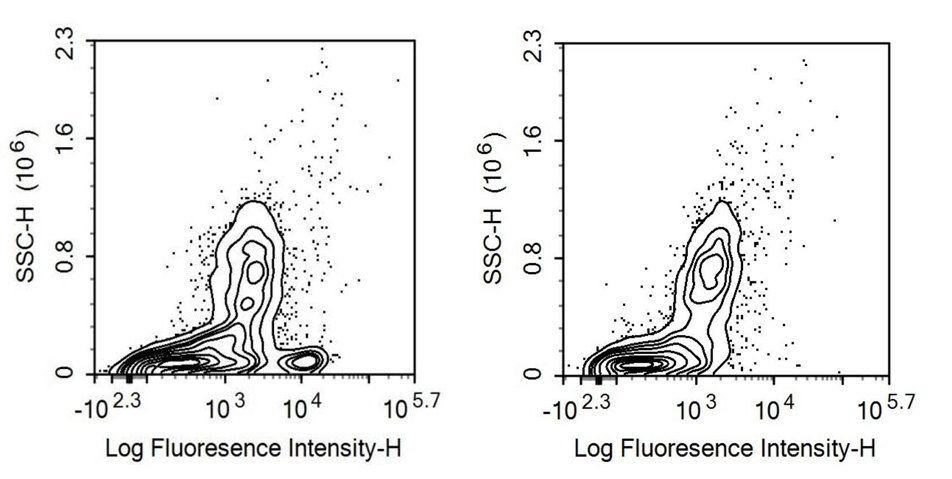 Tetraspanin 26 (TSPAN26) Human Recombinant Antibody