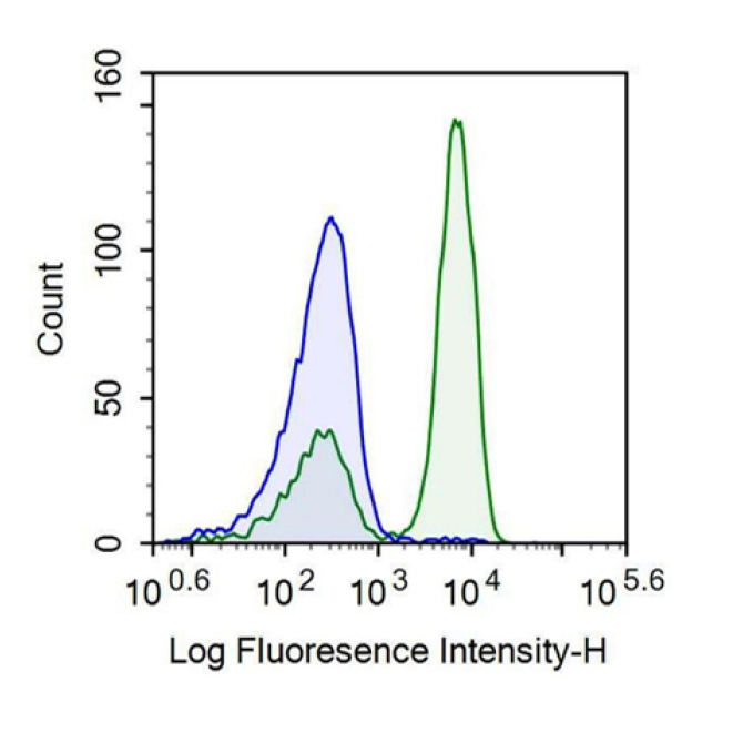 Cluster Of Differentiation 146 (CD146) Human Recombinant Antibody