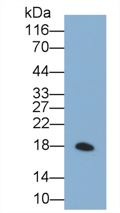 FLAG Octapeptide (FLAG) Pan-species (General) Recombinant Antibody