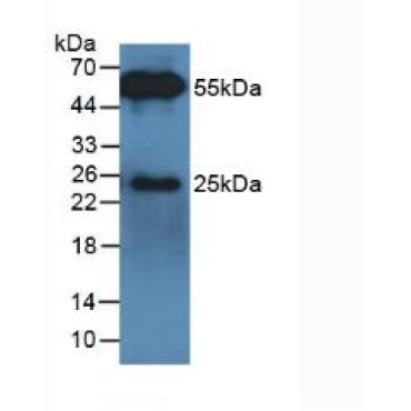 Bovine (Cattle) None-Linked Rabbit Anti-Bovine IgG Polyclonal Antibody