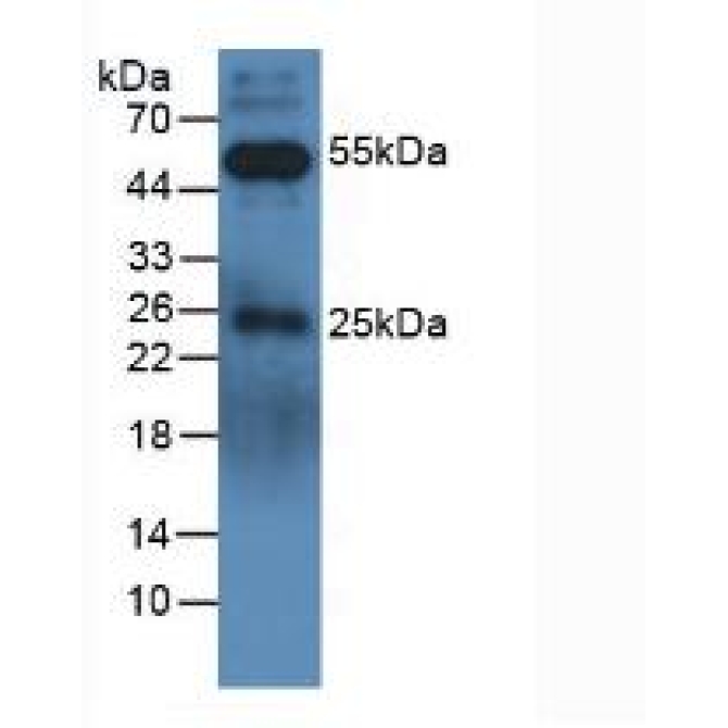 Canis familiaris; Canine (Dog) HRP-Linked Rabbit Anti-Canine IgG Polyclonal Antibody