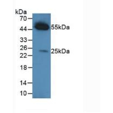 Capra hircus; Caprine (Goat) HRP-Linked Rabbit Anti-Caprine IgG Polyclonal Antibody