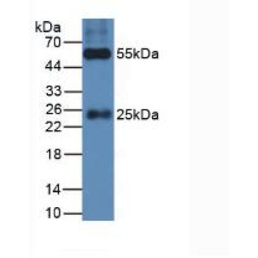 Guinea Pig HRP-Linked Rabbit Anti-Cavia IgG Polyclonal Antibody