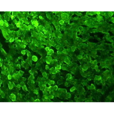 Mouse FITC-Linked Rabbit Anti-Mouse IgG Polyclonal Antibody