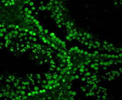 Rabbit FITC-Linked Guinea Pig Anti-Rabbit IgG Polyclonal Antibody