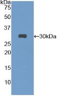 Pan-species (General) Anti-S15 Oligopeptide (S) Tag Polyclonal Antibody
