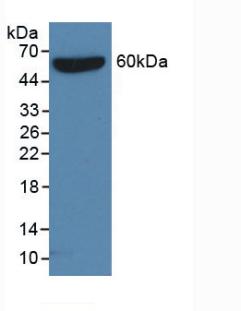 Pan-species (General) Anti-S15 Oligopeptide (S) Tag Monoclonal Antibody
