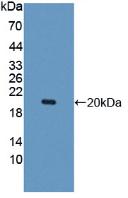 Pan-species (General) Anti-Hexa Histidine (H6) Tag Polyclonal Antibody