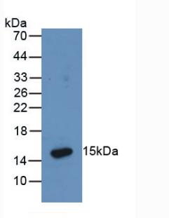 Pan-species (General) Anti-Hexa Histidine (H6) Tag Monoclonal Antibody