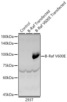 B-Raf V600E Rabbit Polyclonal Antibody