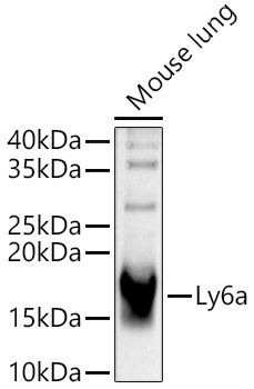 Ly-6A/E (Sca-1) Rabbit Polyclonal Antibody