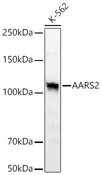 AARS2 Rabbit Polyclonal Antibody [KD Validated]