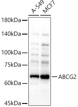 ABCG2 Rabbit Polyclonal Antibody [KD Validated]