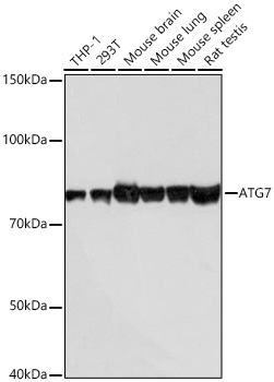 ATG7 Rabbit Monoclonal Antibody [KD Validated]