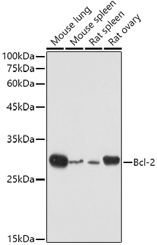 Bcl-2 Rabbit Polyclonal Antibody [KD Validated]