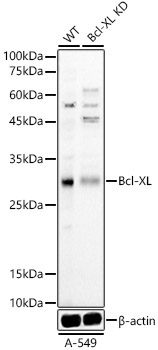 Bcl-XL Rabbit Polyclonal Antibody [KD Validated]